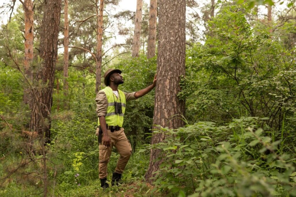 arborist north sydney