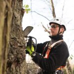 Understanding Arborist Reports Sydney for Your Property
