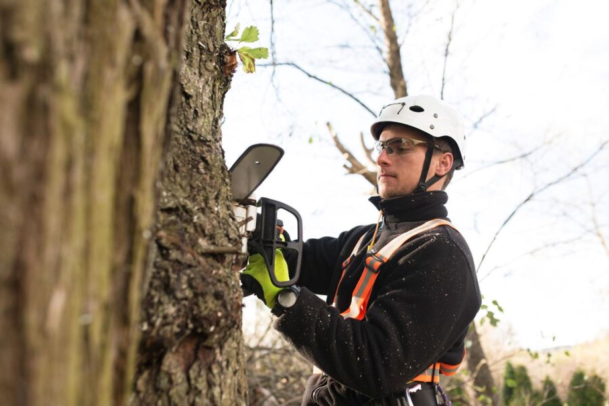 Arborist Reports Sydney