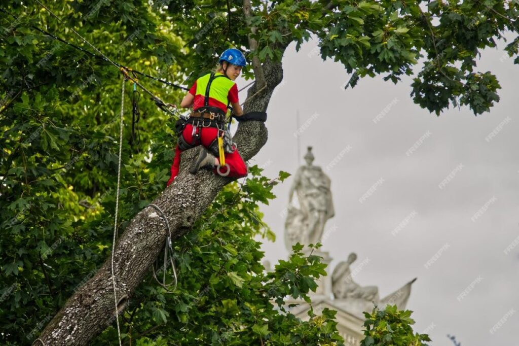 arborist north sydney
