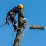 What Really Happens During a Professional Tree Removal in Sydney Visit