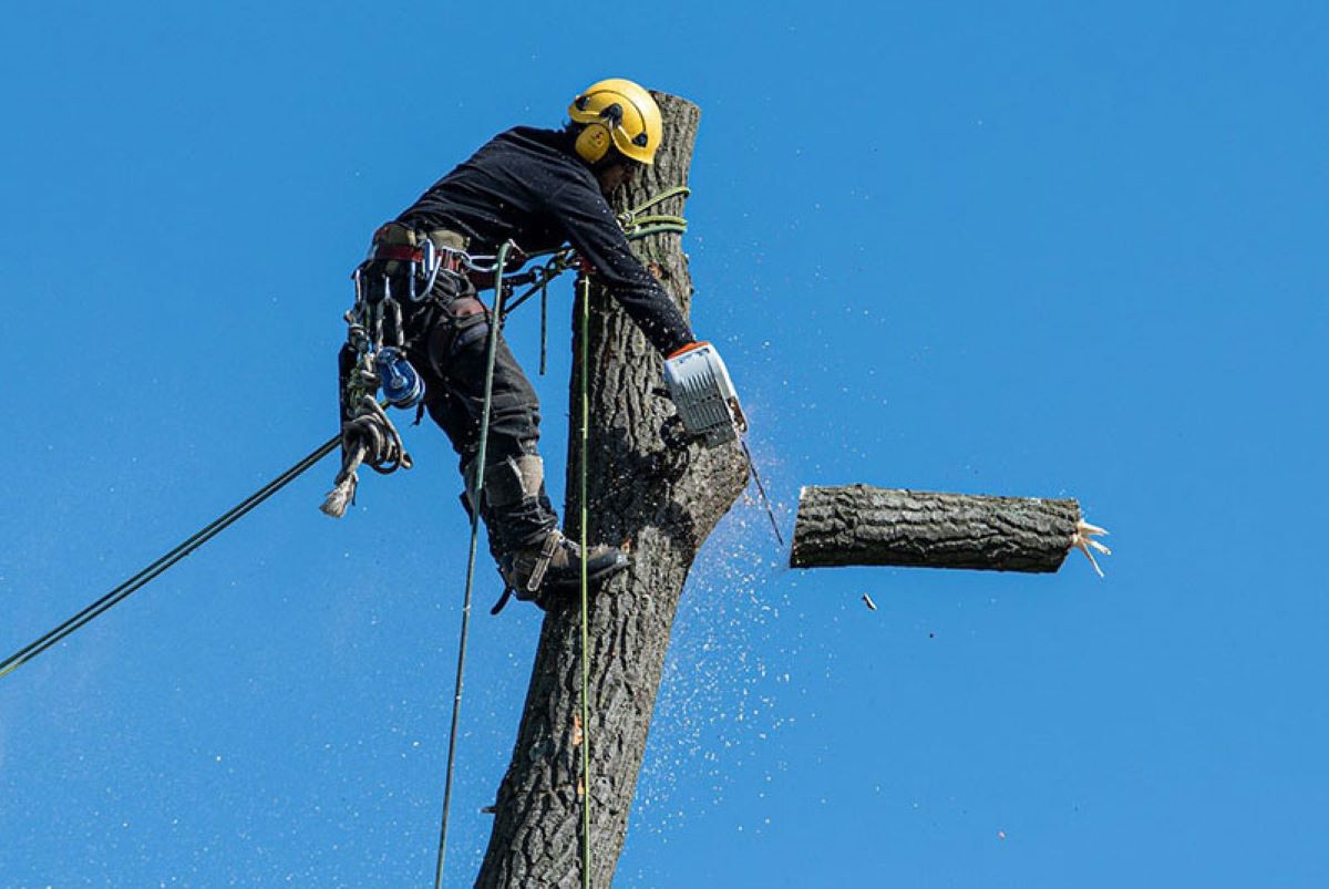 tree lopping near me