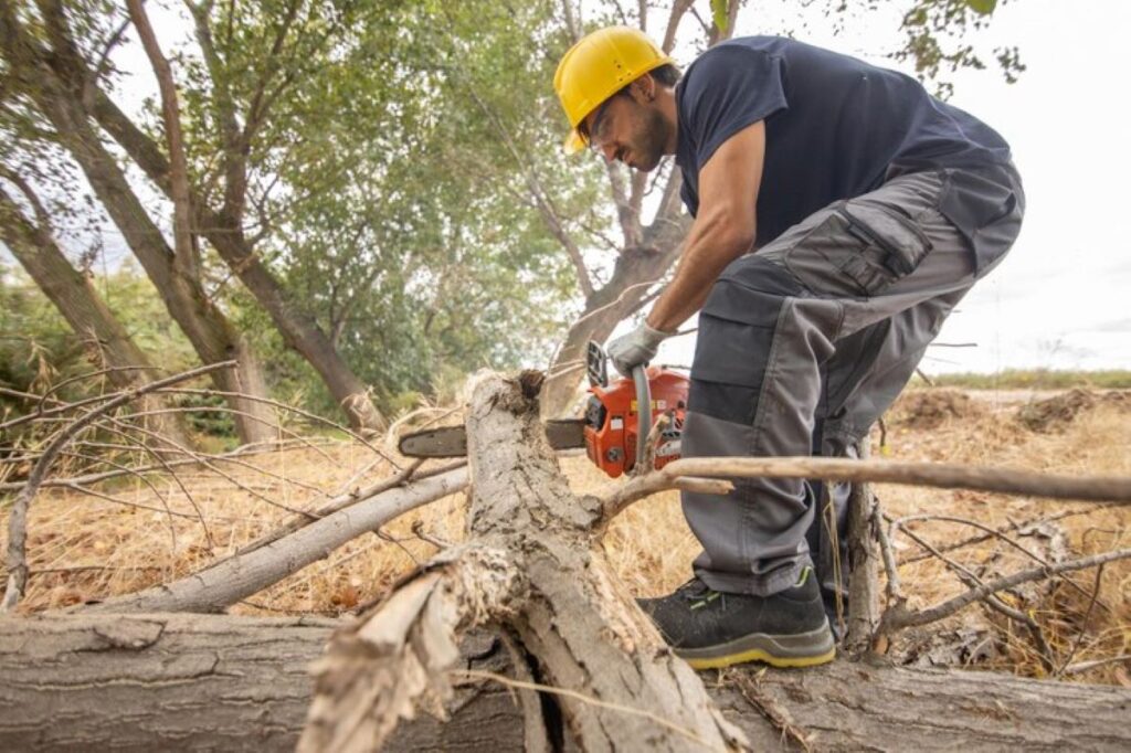 stump removal near me