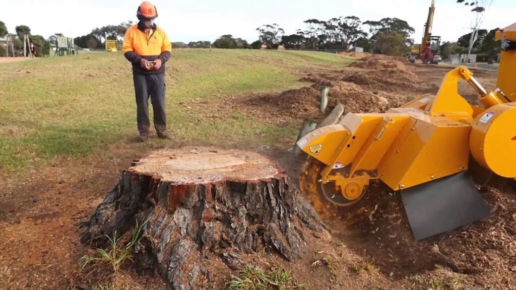 stump removal near me