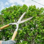 Tree Pruning Sydney: Is It Better Before or After Storm Season?