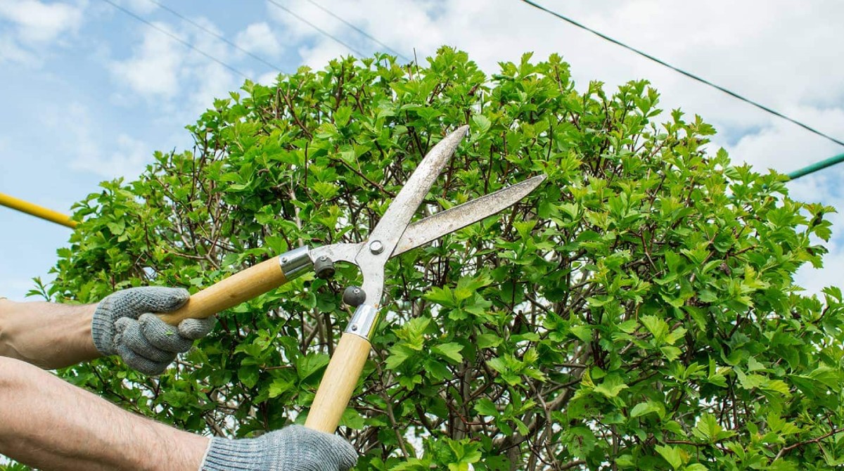 tree pruning sydney
