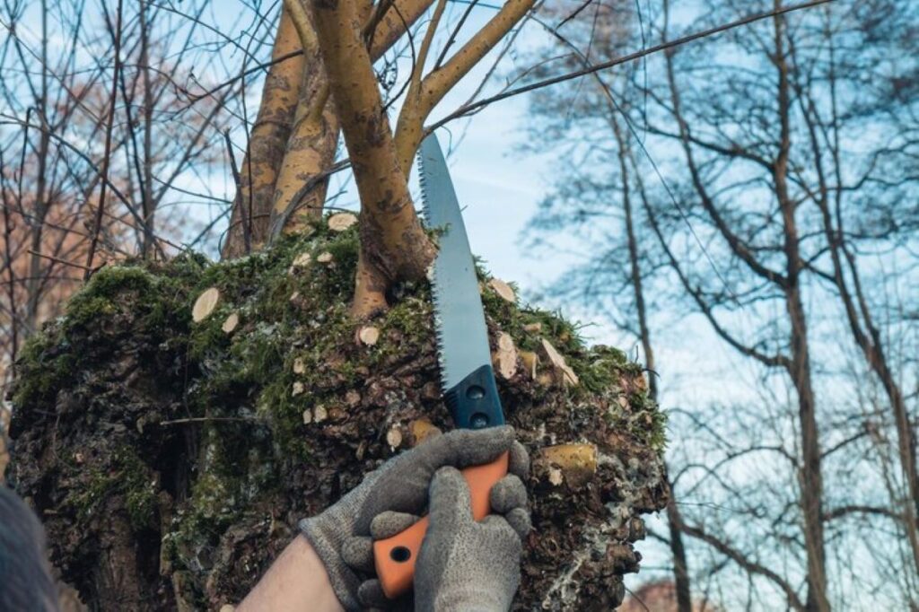 tree pruning sydney
