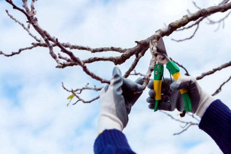 tree pruning cost