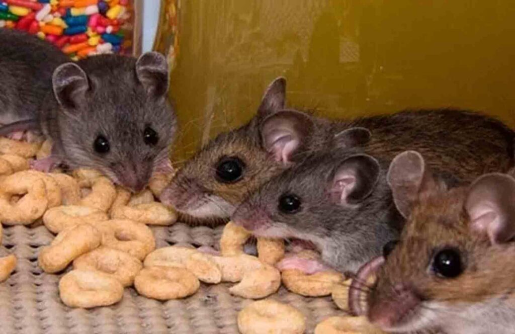 Rodent Exterminator Sydney