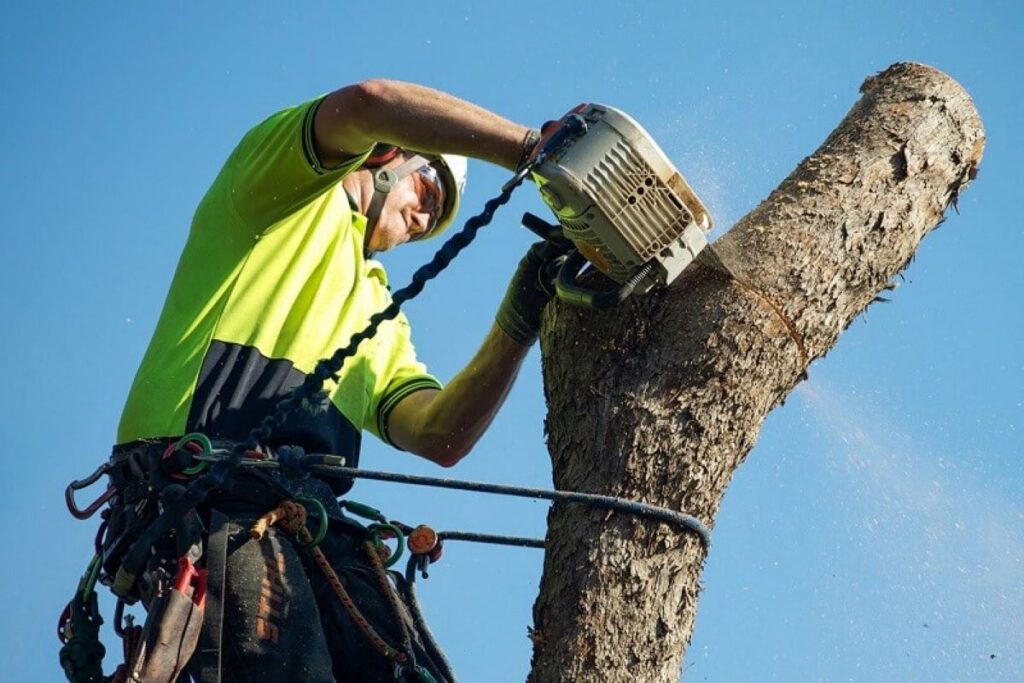 tree removal Sydney cost